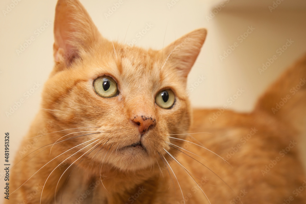 A beautiful cat looking straight at the camera wondering what on earth you are doing!