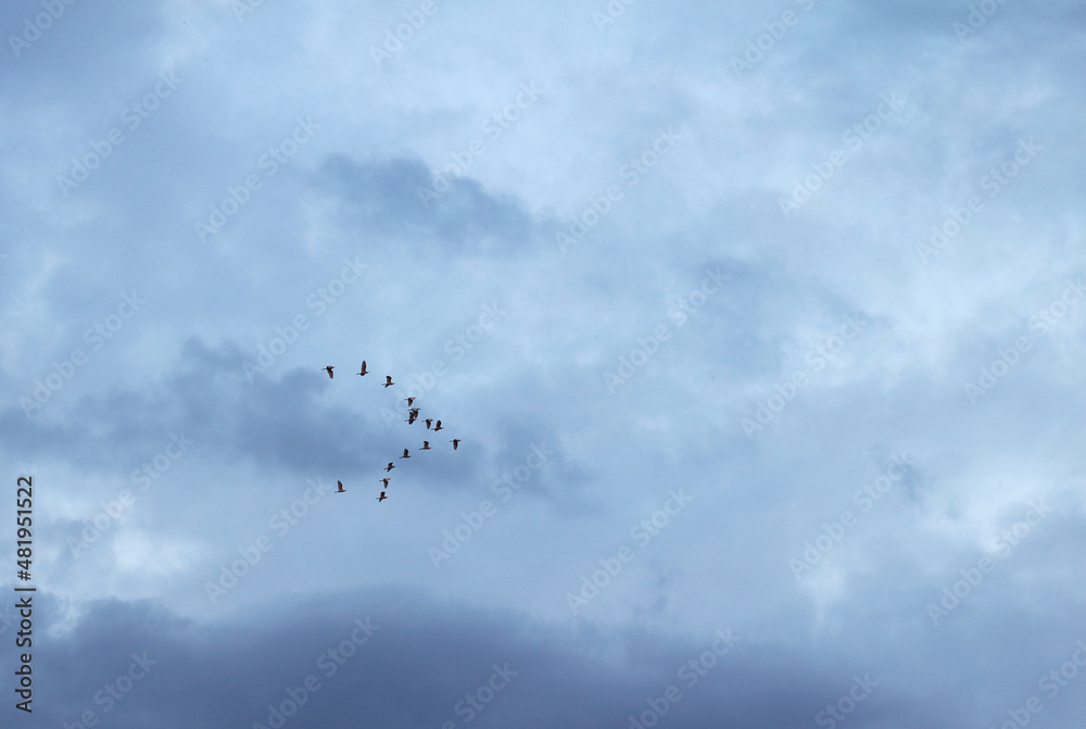 Fototapeta premium Flock of birds are flying back to the crate.
