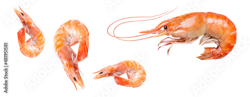 prawn seafood ,shrimp crustacean on white