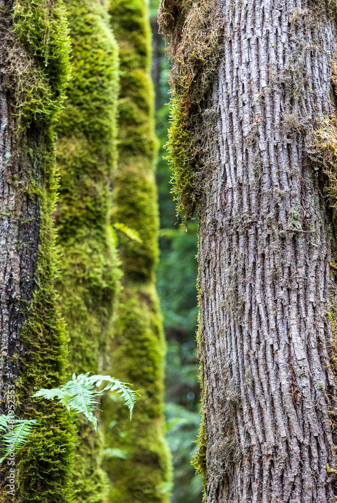 Obraz premium Moss Covered Tree Trunk