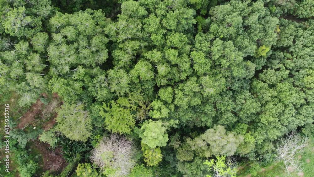 Aerial green tropical rainforest on mountain morning sunrise with fog nature landscape Aerial green tropical rainforest on mountain morning sunrise with fog nature landscape