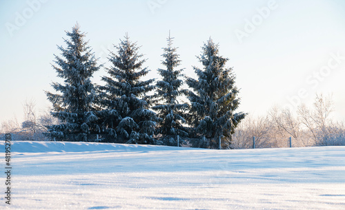 winter landscape is beautiful, four tall trees on a sunny winter frosty day © Inga