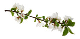 Spring twig of prunus tomentosa (wild cherry) isolated