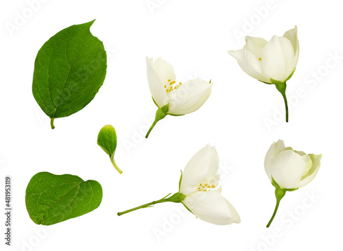 Set of Jasmine (Philadelphu...