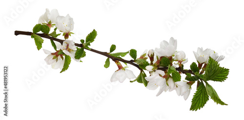 Spring twig of prunus tomen...