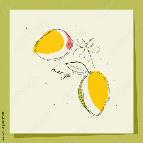 Mango. Two mangoes and a line art flower. Colored yellow and pink spots and fruits. Fruit vector illustration for design.