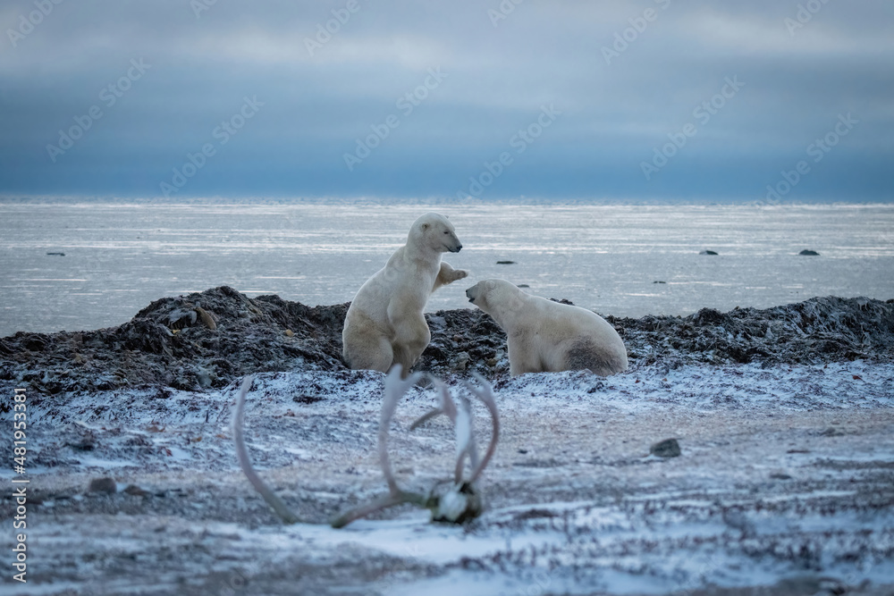 Fototapeta premium Two polar bears playing near caribou antlers