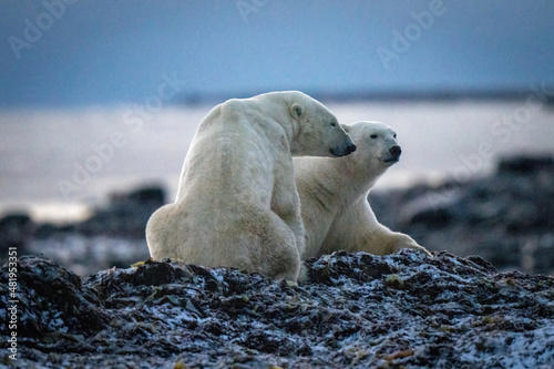 Two polar bears sit on kelp pile