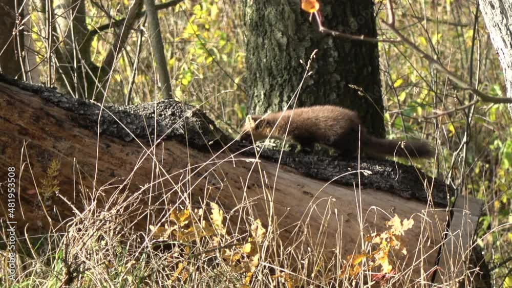 European pine marten Martes martes in autumn forest European pine marten Martes martes in autumn forest