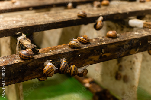 A group of snails. Snail farm photo