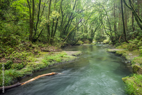 緑の森の下を流れる久留味川の緩やかな流れ