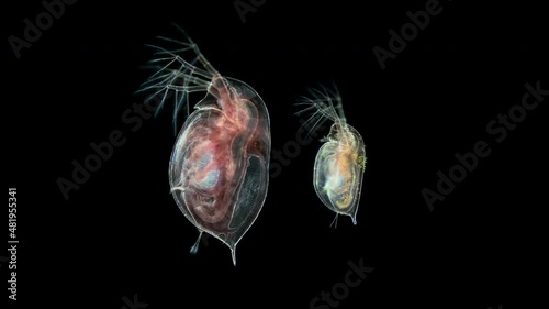 water flea Daphnia pulex under a microscope, class Branchiopoda. It is red because sample is taken from a eutrophic pond. Female left and male on right photo