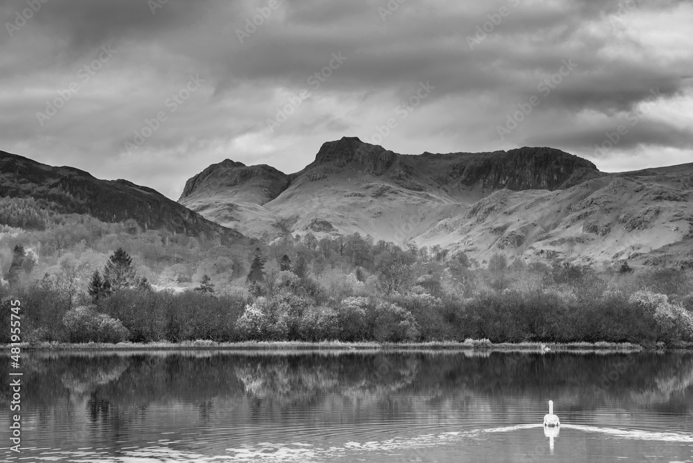 Black and white Beautiful Autumn landscape image of River Brathay in Lake District lookng towards Langdale Pikes with fog across river and vibrant woodlands