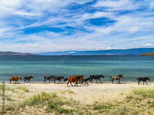 Horses run along the shore of Lake Baikal, Olkhon Island. Russia.