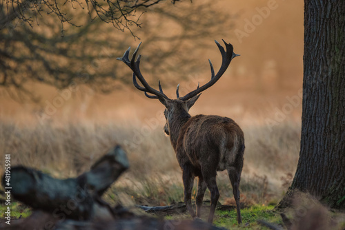 Stunning portrait of red deer stag Cervus Elaphus in golden dawn sunlight in Winter in woodland landscape