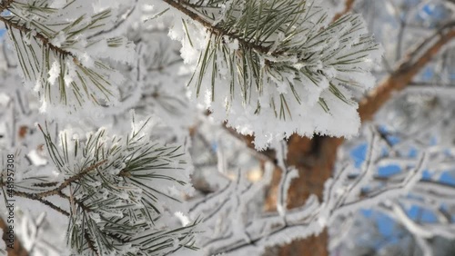 Winter landscape. Trees in the snow. 4k video