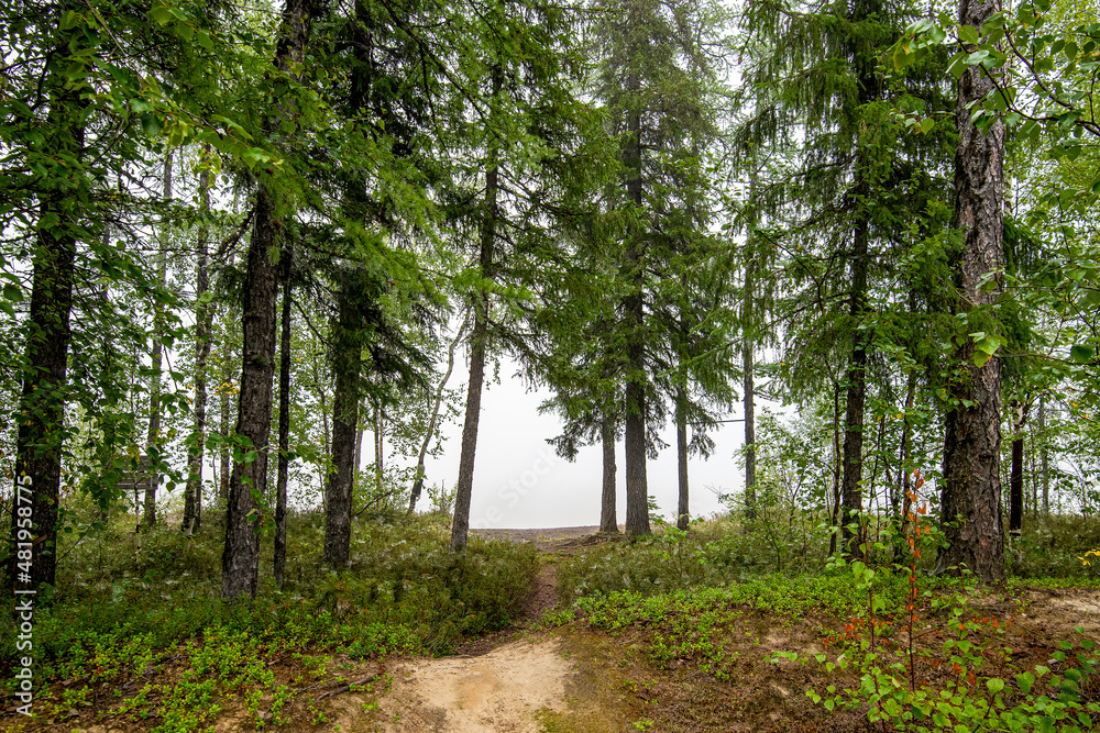 Obraz premium footpath in the forest