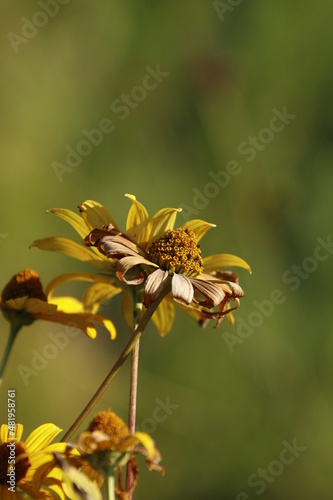 Coneflower in autumn