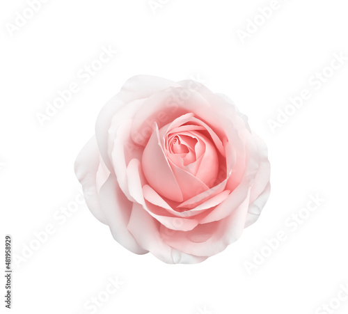 Rose light pink flower with water drops isolated on white background top view for Valentine day or wedding , clipping path