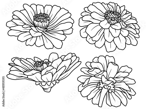 Hand drawn flower sketch line art illustration