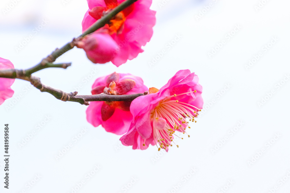 Obraz premium 早春の神戸岡本梅林公園。ピンク色の梅の花が咲き始めた。