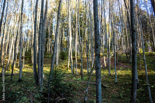 Young forest on a slope, calm atmosphere in a quiet forest