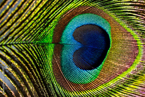 Peacock feather closeup. 