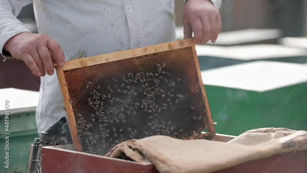 Wax frames with bees and honey. The beekeeper works in his business. Healthy product. Smoker create smoke to calm the colony of bees. the beekeeper controls the work of bees. Support bee life. Leisure Wax frames with bees and honey. The beekeeper works in his business. Healthy product. Smoker create smoke to calm the colony of bees. the beekeeper controls the work of bees. Support bee life. Leisure