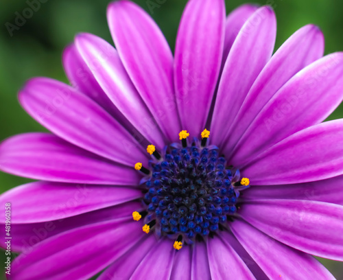 Closeup of a lavender  Cape Marguerite daisy   frontal view