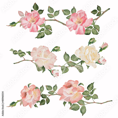 watercolor blooming rose branch flower bouquet devider collection
