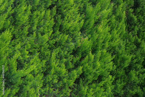 CLose up of the bright green young coniferous branches on a green blurred background, soft focus