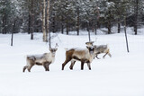 reindeer in snow
