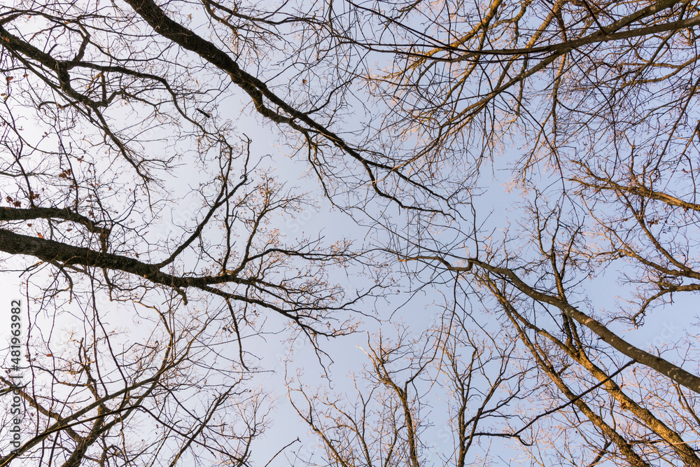 alberi alberi