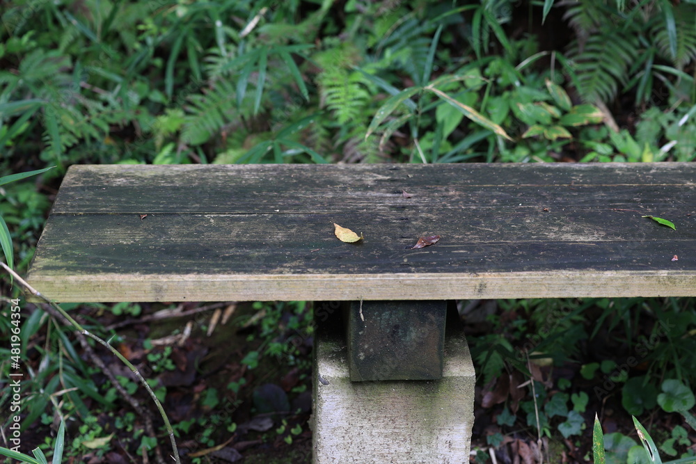 Fototapeta premium 森林の風景