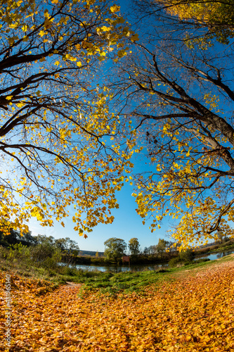Maple trees with bright yellow foliage in the fall, a view with a fisheye effect
