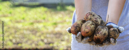 Organic vegetables. Farmers hands with freshly harvested vegetables. Fresh bio potatoes