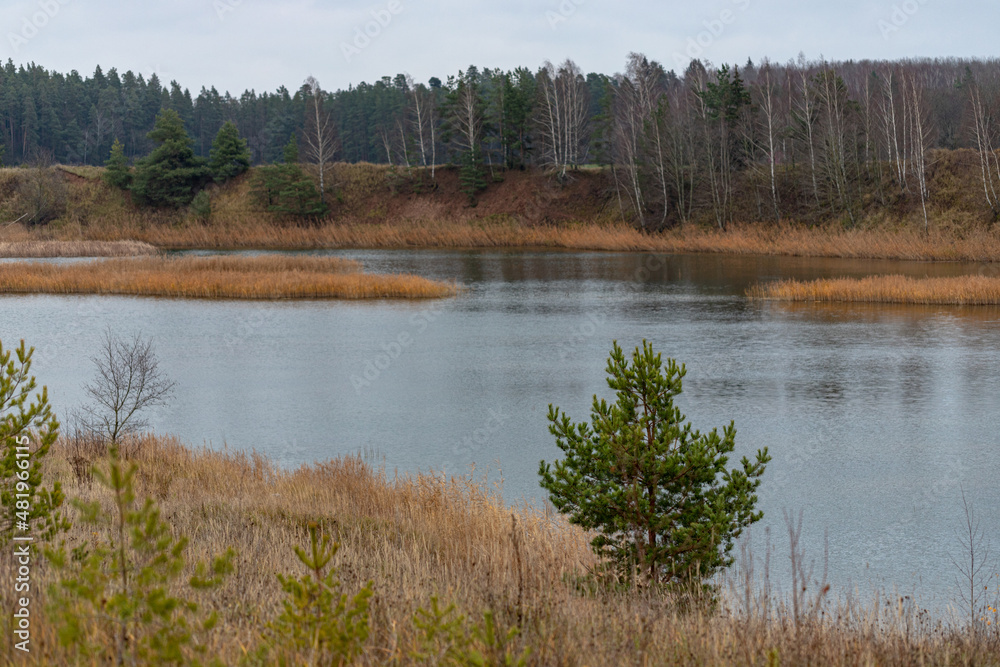 small green pine tree in withered yellow grass near forest lake or pond small green pine tree in withered yellow grass near forest lake or pond