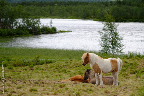 Fototapeta Naklejka Na Ścianę i Meble -  horses on meadow