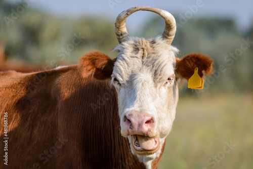 Close up of a brown and white cow on a farm