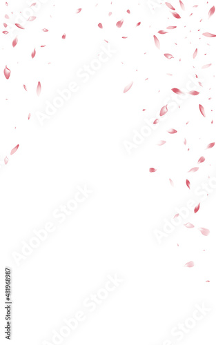 Pink Blossom Falling Vector White Background. © Natallia