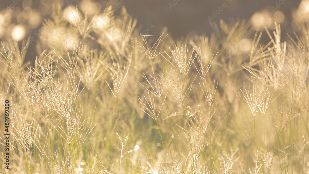 Grass seeds at sunrise in Kruger Grass seeds at sunrise in Kruger