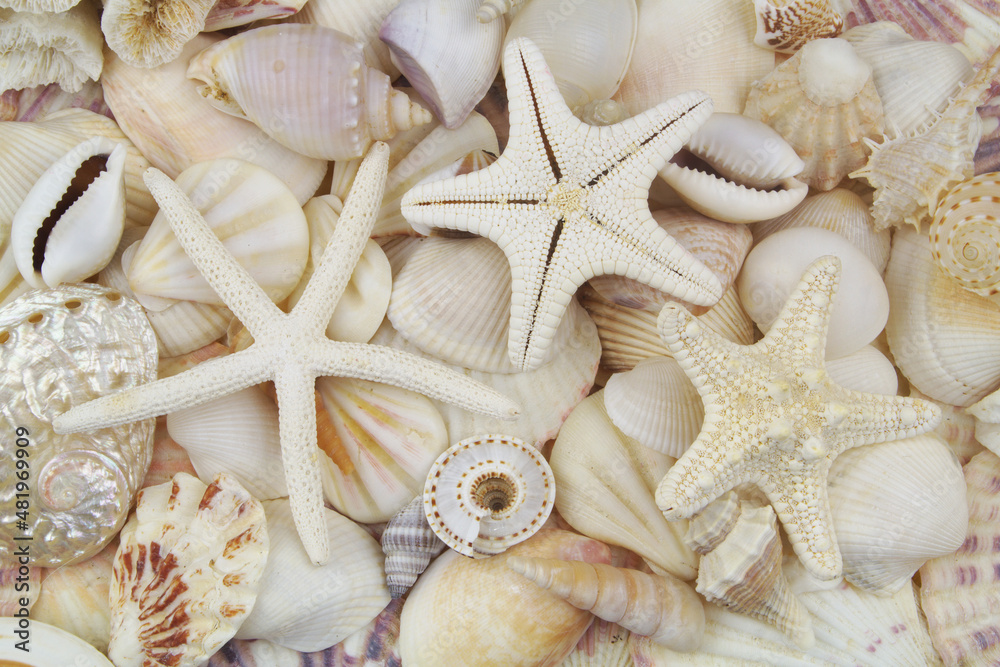 Many tropical seashells and starfishes close-up Many tropical seashells and starfishes close-up
