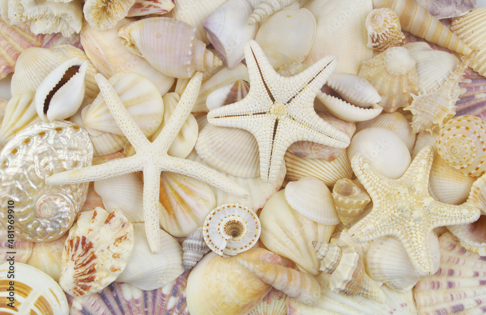 Three starfishes on white seashells background Three starfishes on white seashells background