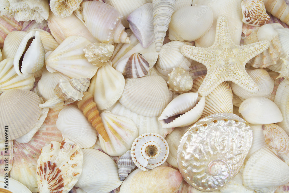 Many amazing sea shells and starfish close up