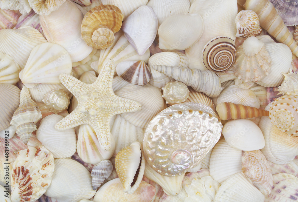 Many seashells with starfish