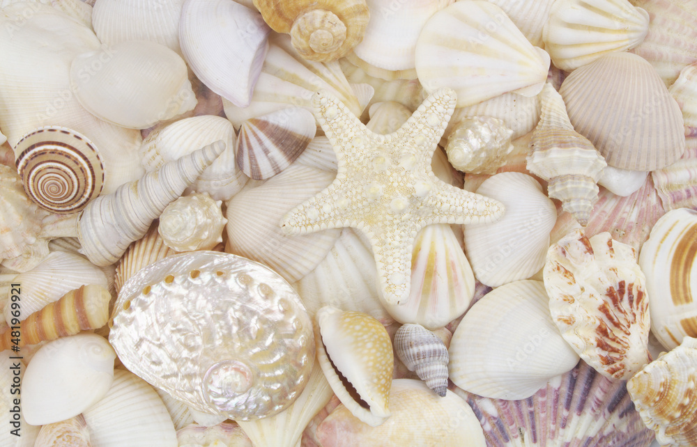 Seashells background, lots of amazing seashells and starfish mixed
