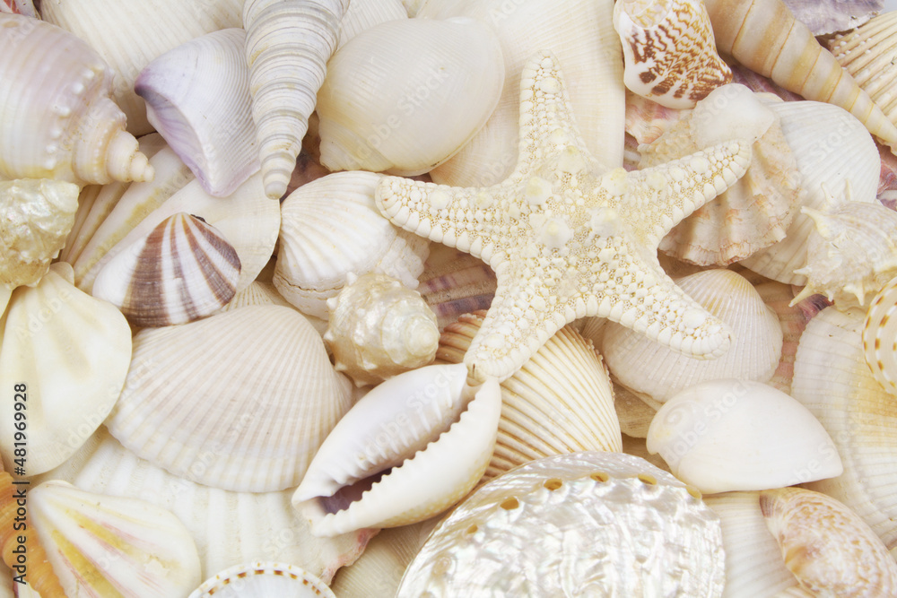 Starfish and many seashells close up