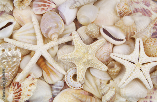 Seashell with starfishes. Shot of beautiful seashells texture or background.