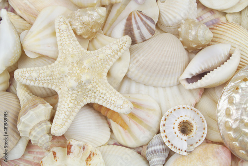 White starfish on amazing seashells
