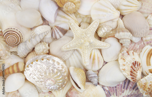 Seashells background, lots of amazing seashells and starfish mixed